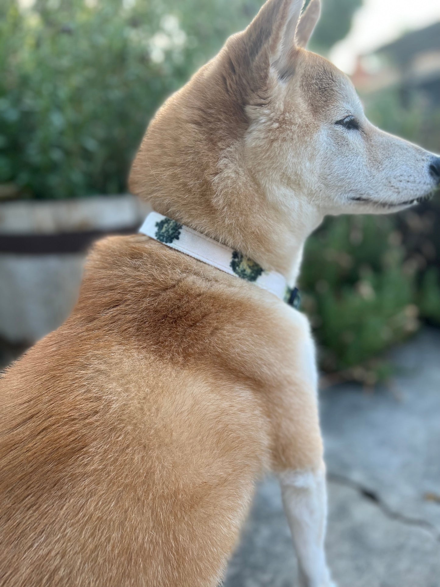 Medium Scabiosa Printed Collar