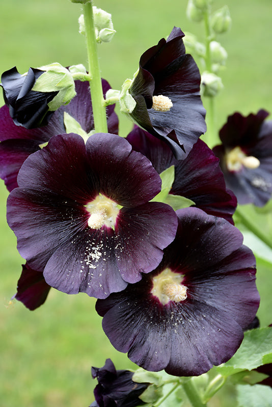 Homegrown Black Hollyhock Seeds