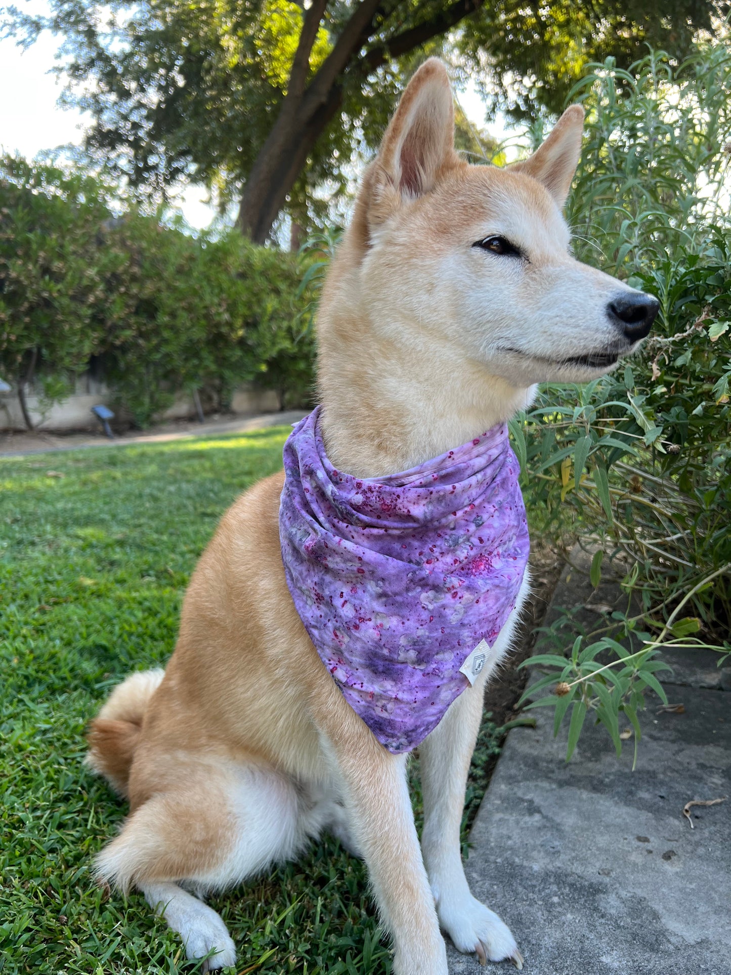 Furry Friend Triangle Bandana