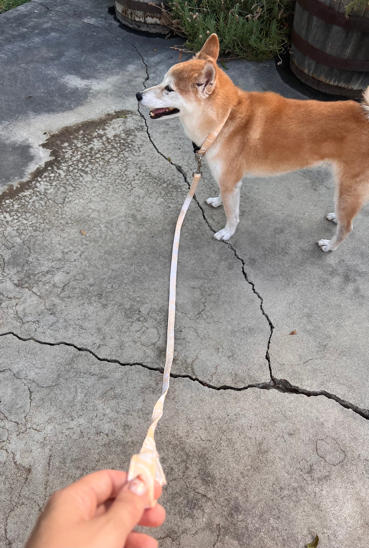 Coreopsis Dyed Dog Leash